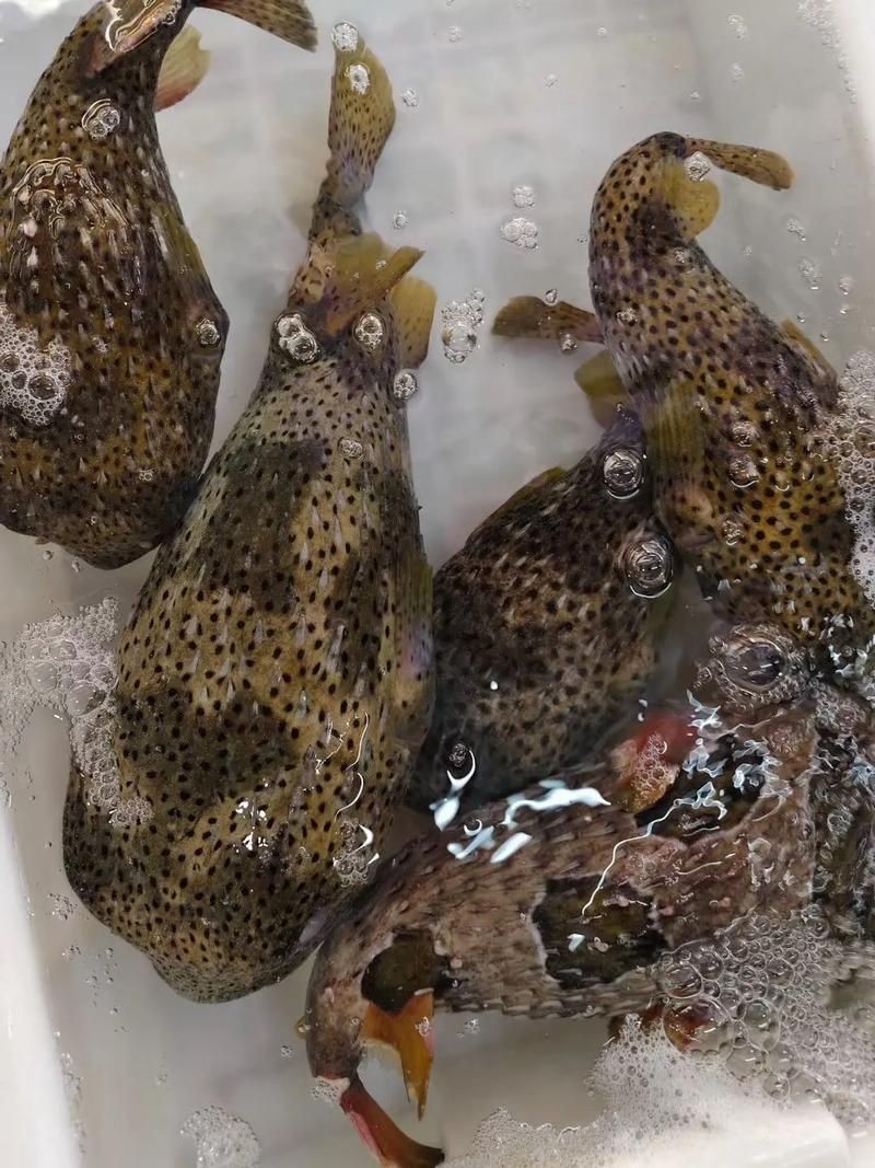 海刺魚圖片：**《海刺魚圖片》*