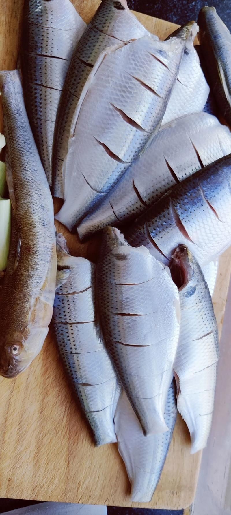 海刺魚圖片：**《海刺魚圖片》*