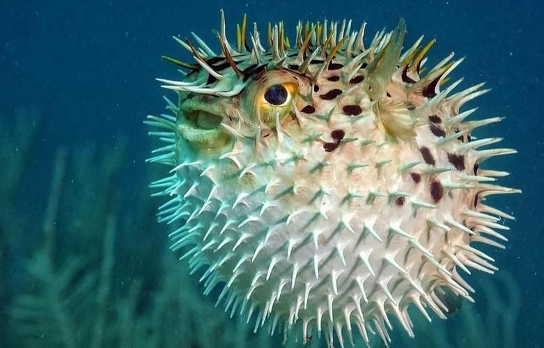 海刺魚圖片：**《海刺魚圖片》*