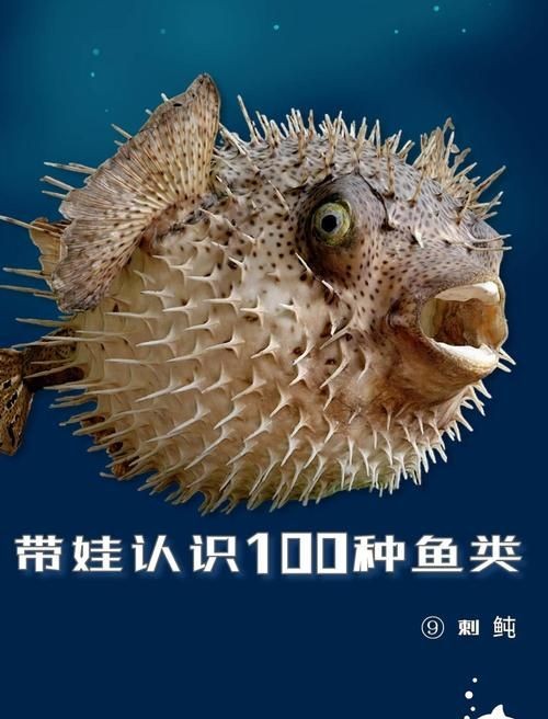 海刺魚圖片：**《海刺魚圖片》*