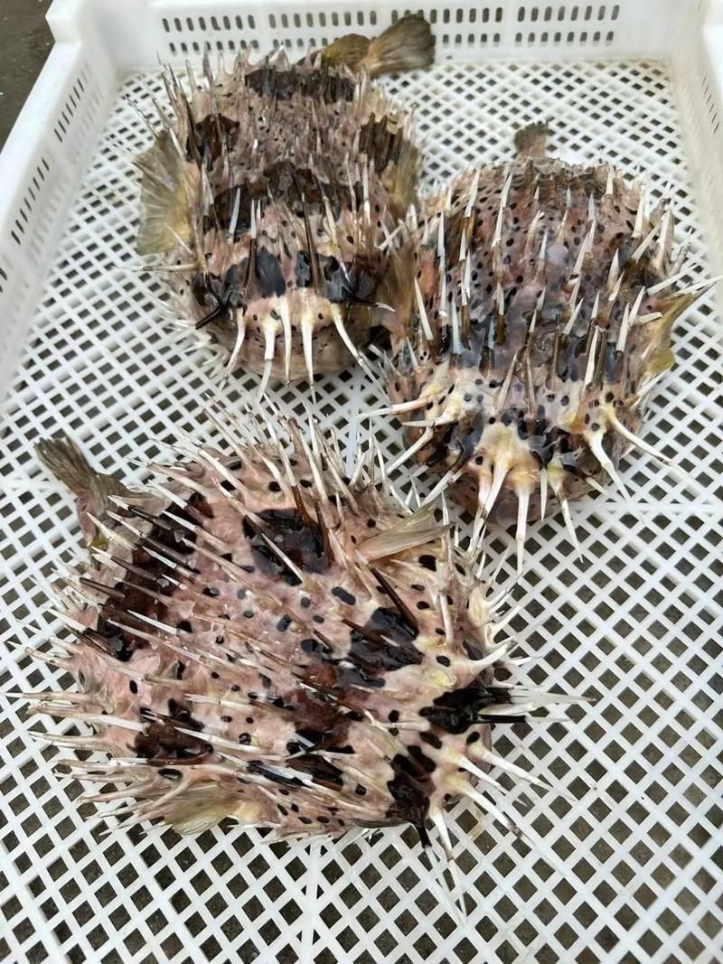 海刺魚圖片：**《海刺魚圖片》*
