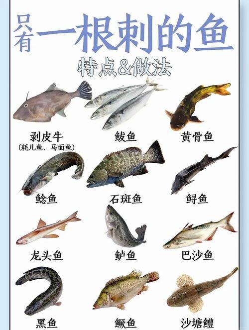 海刺魚圖片：**《海刺魚圖片》*