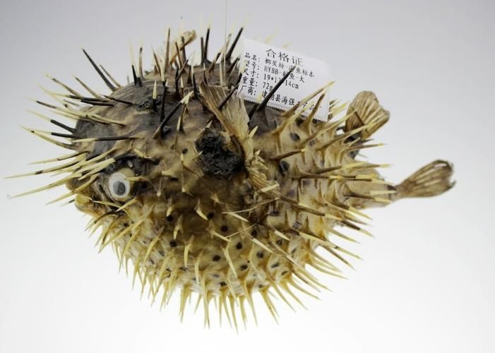 海刺魚圖片：**《海刺魚圖片》*