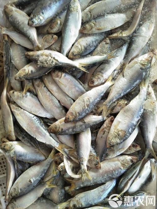 海刺魚圖片：**《海刺魚圖片》*
