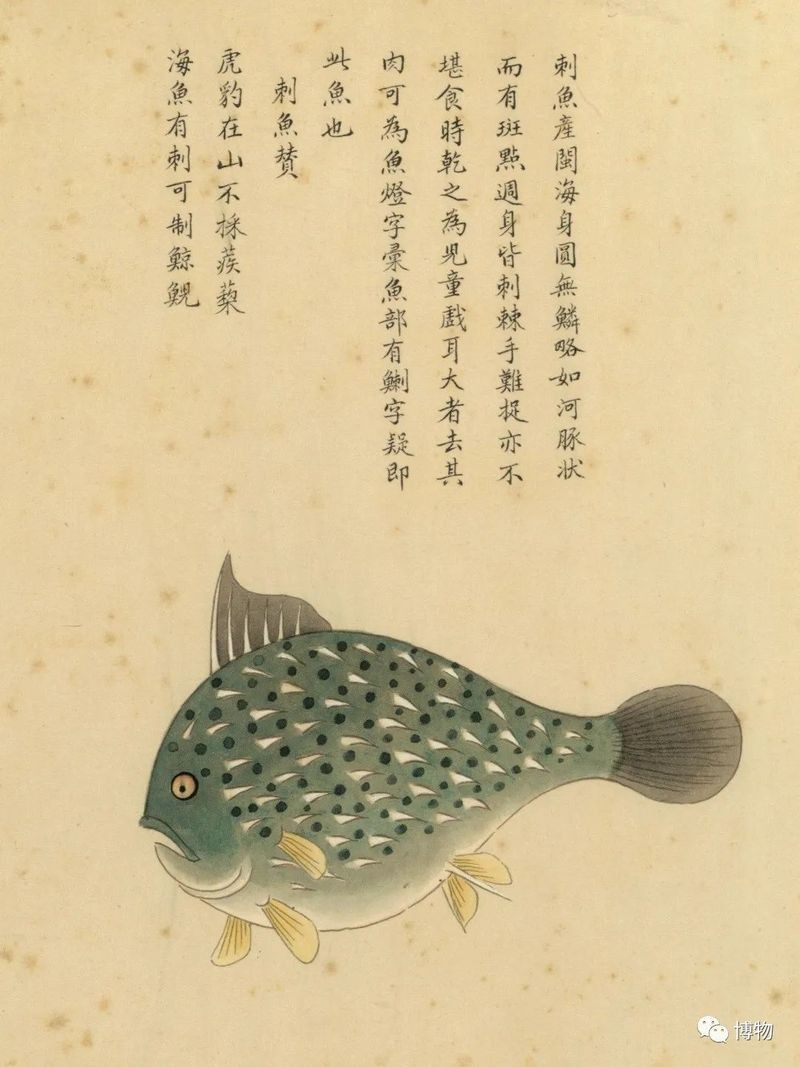 海刺魚圖片：**《海刺魚圖片》*