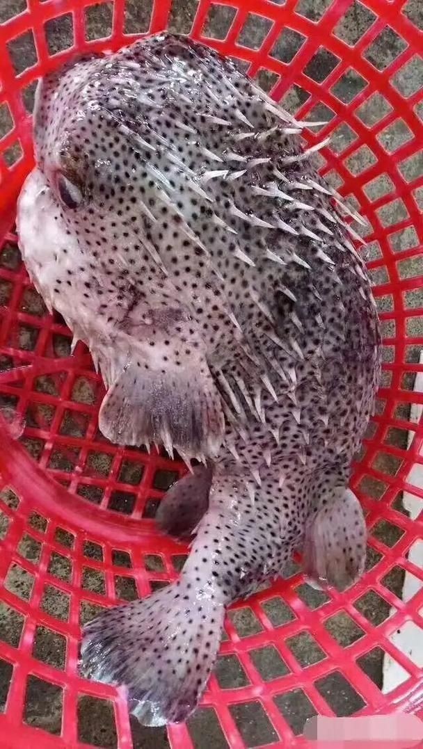 海刺魚圖片：**《海刺魚圖片》*