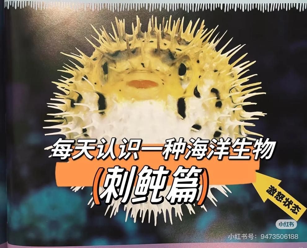 海刺魚圖片：**《海刺魚圖片》*