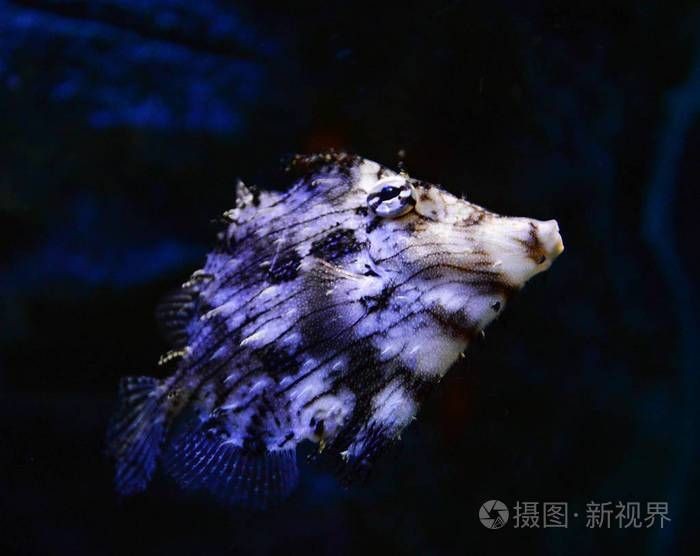 海刺魚圖片：**《海刺魚圖片》*