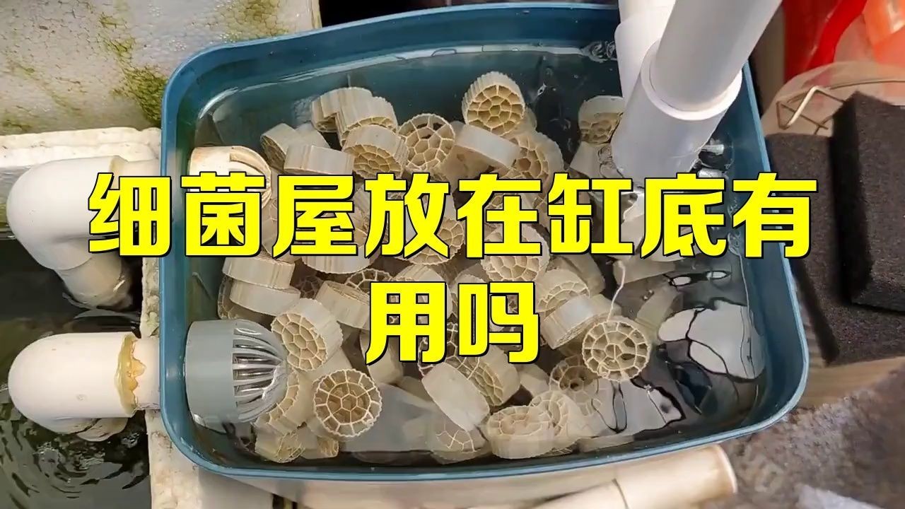 細菌屋直接扔缸里有效果嗎：細菌屋直接扔缸里是否有效果