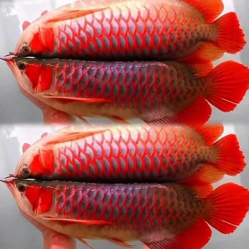 1～2厘米金龍苗圖片：聚焦于體長1～2厘米的金龍魚苗形態特征與視覺呈現