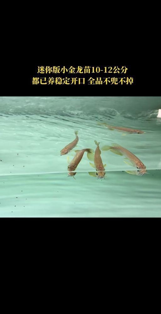 1～2厘米金龍苗圖片：聚焦于體長1～2厘米的金龍魚苗形態特征與視覺呈現