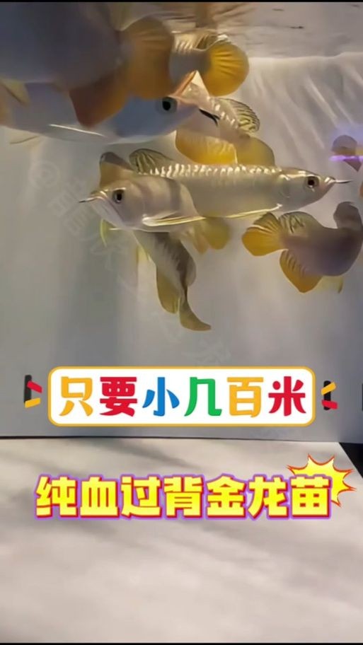 1～2厘米金龍苗圖片：聚焦于體長1～2厘米的金龍魚苗形態特征與視覺呈現