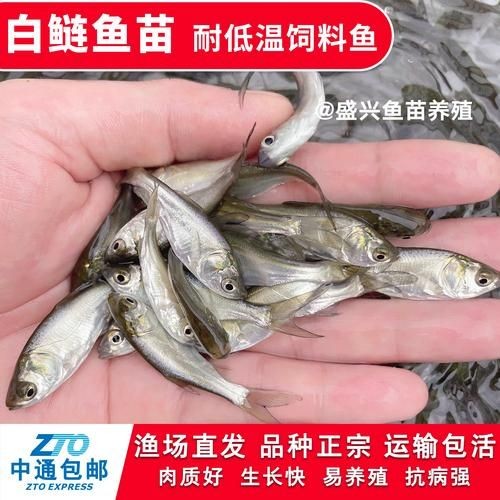 1～2厘米金龍苗圖片：聚焦于體長1～2厘米的金龍魚苗形態特征與視覺呈現
