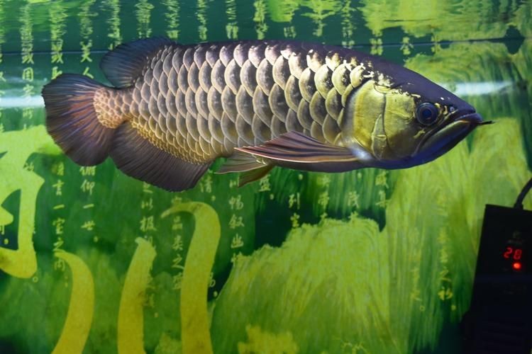 1～2厘米金龍苗圖片：聚焦于體長1～2厘米的金龍魚苗形態特征與視覺呈現
