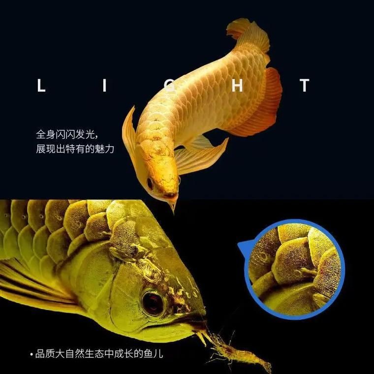 1～2厘米金龍苗圖片：聚焦于體長1～2厘米的金龍魚苗形態特征與視覺呈現