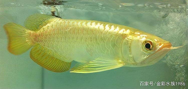 1～2厘米金龍苗圖片：聚焦于體長1～2厘米的金龍魚苗形態特征與視覺呈現