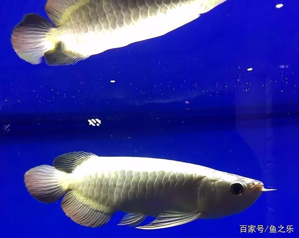 1～2厘米金龍苗圖片：聚焦于體長1～2厘米的金龍魚苗形態特征與視覺呈現