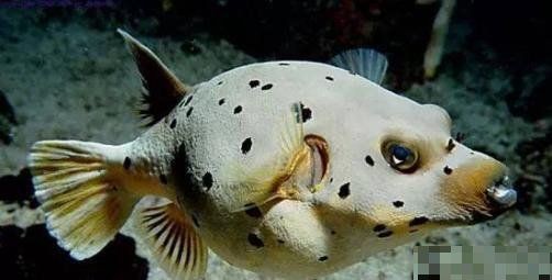狗頭魚為何不能隨便養：狗頭魚的飼養技術 狗頭魚為何不能隨便養：狗頭魚的飼養技術 龍魚論壇 第7張