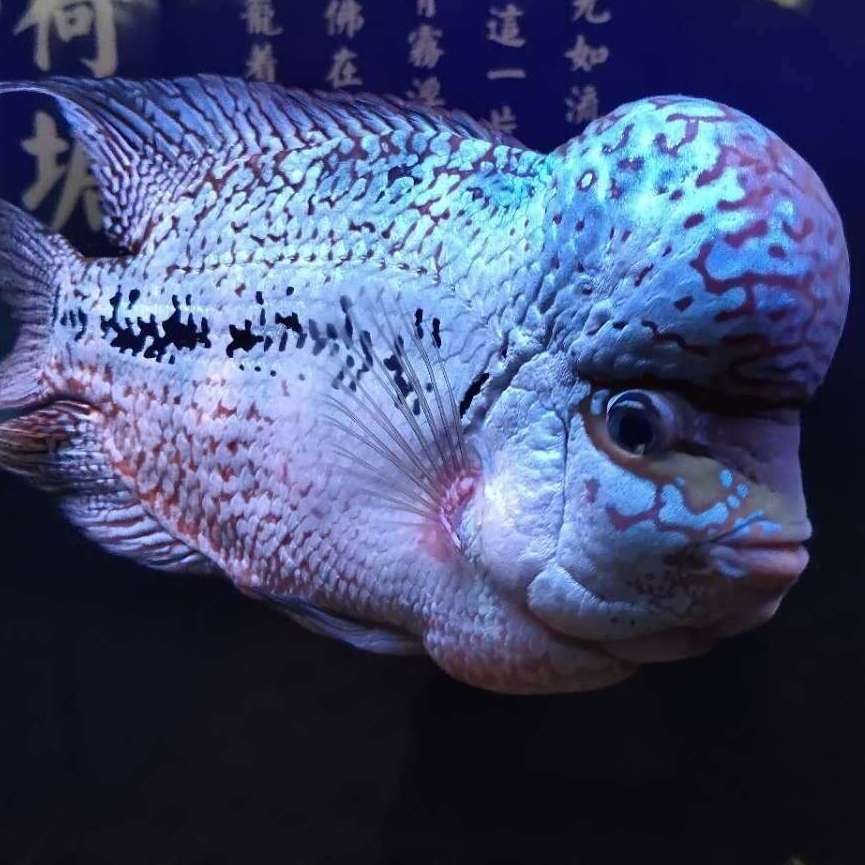 狗頭魚為何不能隨便養：狗頭魚的飼養技術 狗頭魚為何不能隨便養：狗頭魚的飼養技術 龍魚論壇 第15張