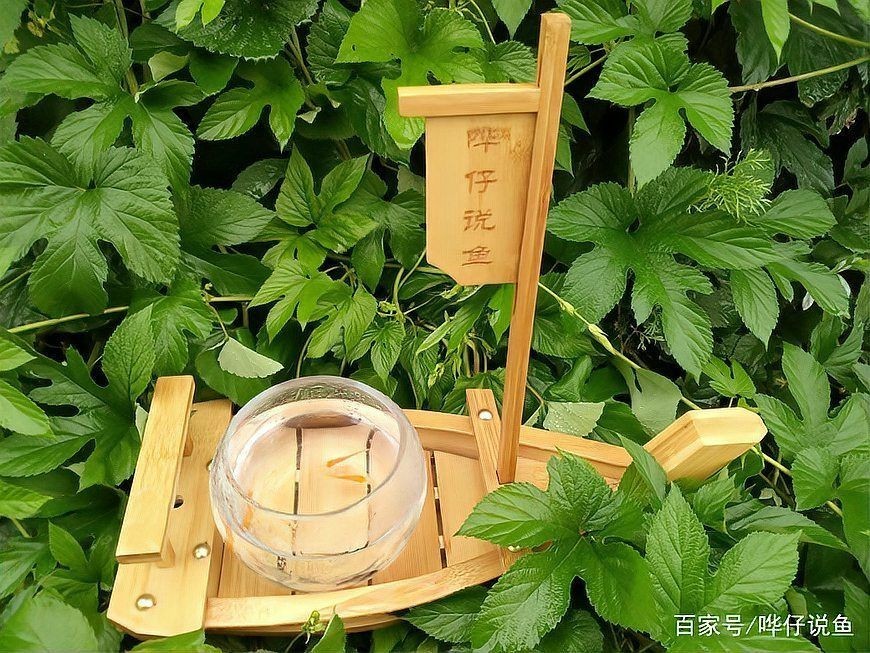 狗頭魚為何不能隨便養：狗頭魚的飼養技術 狗頭魚為何不能隨便養：狗頭魚的飼養技術 龍魚論壇 第18張