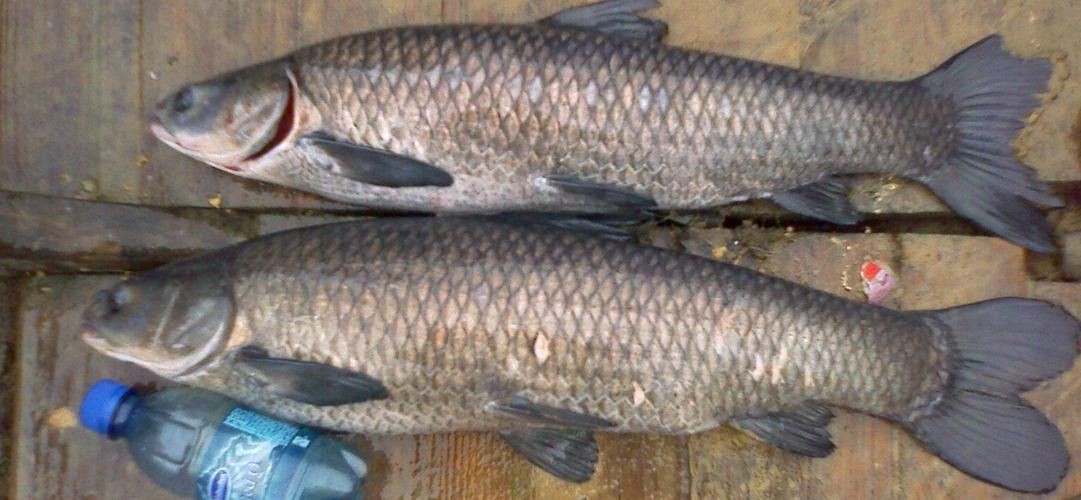 海里青魚圖片：海里青魚——海洋中的隱士