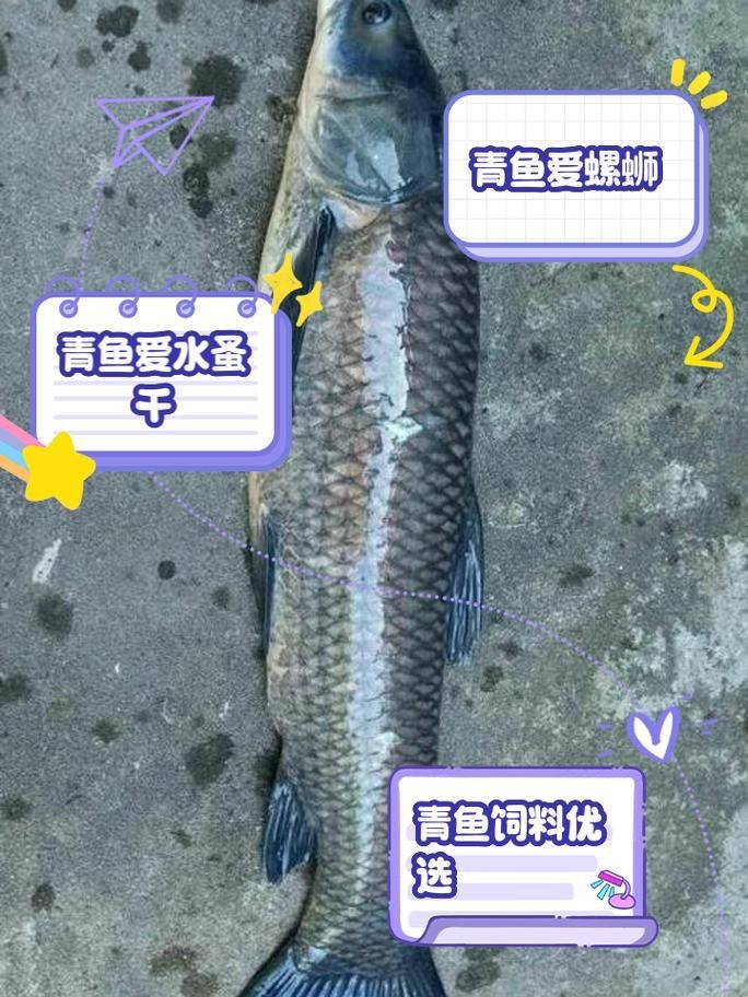 海里青魚圖片：海里青魚——海洋中的隱士