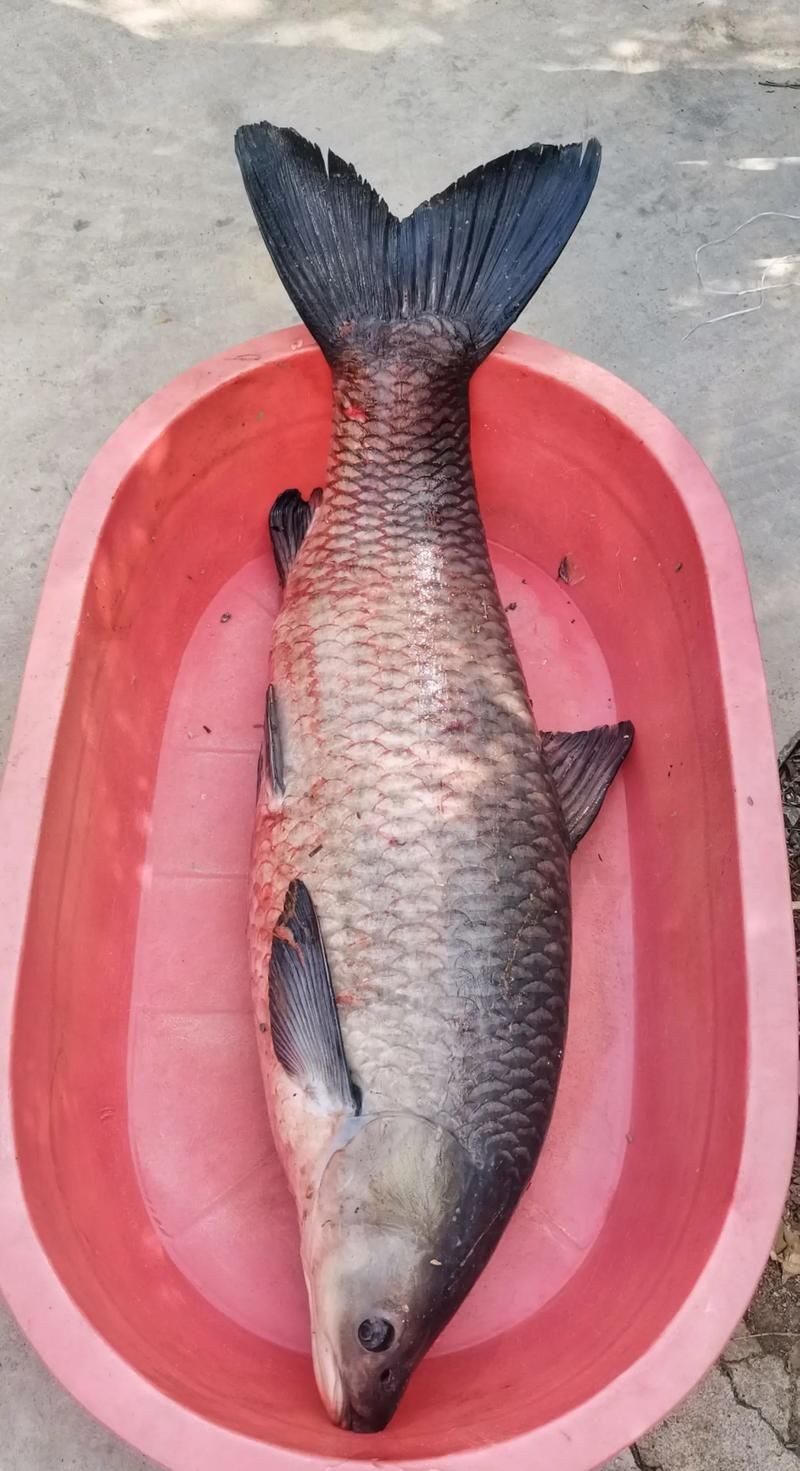 海里青魚圖片：海里青魚——海洋中的隱士