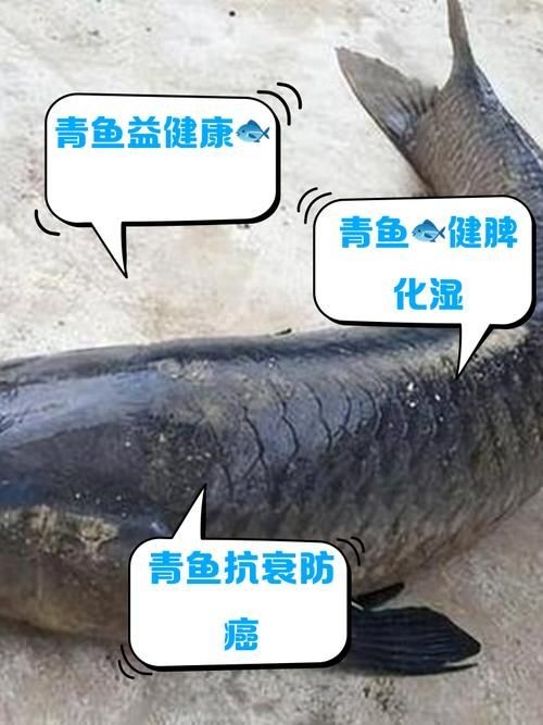 海里青魚圖片：海里青魚——海洋中的隱士