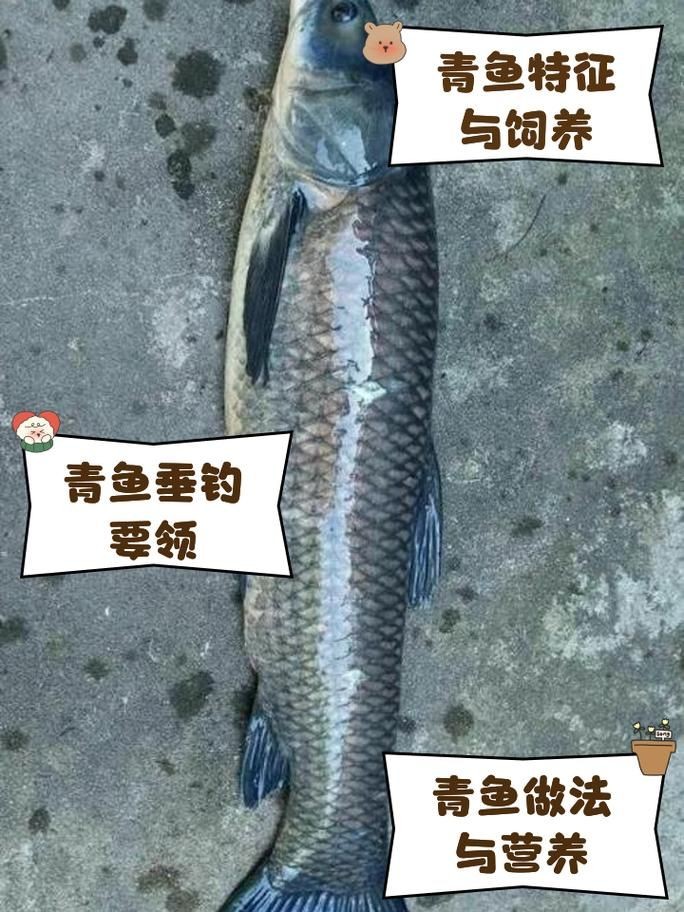 海里青魚圖片：海里青魚——海洋中的隱士
