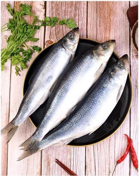 海里青魚圖片：海里青魚——海洋中的隱士