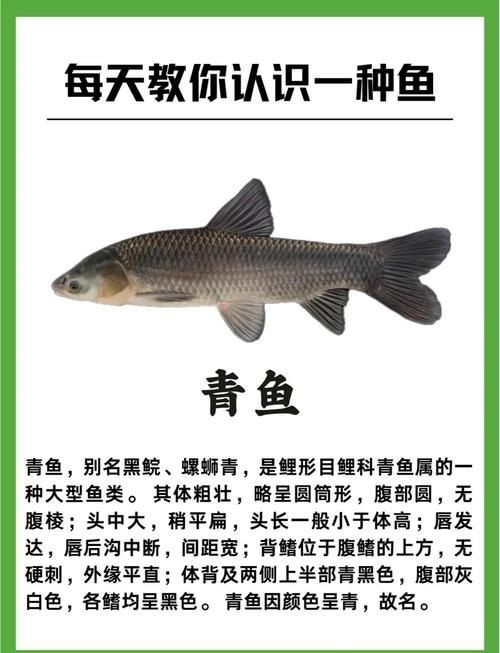 海里青魚圖片：海里青魚——海洋中的隱士