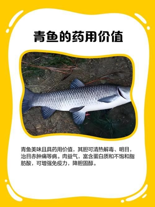 海里青魚圖片：海里青魚——海洋中的隱士