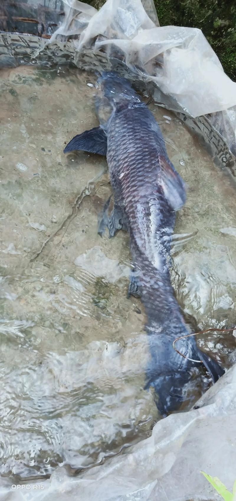 海里青魚圖片：海里青魚——海洋中的隱士
