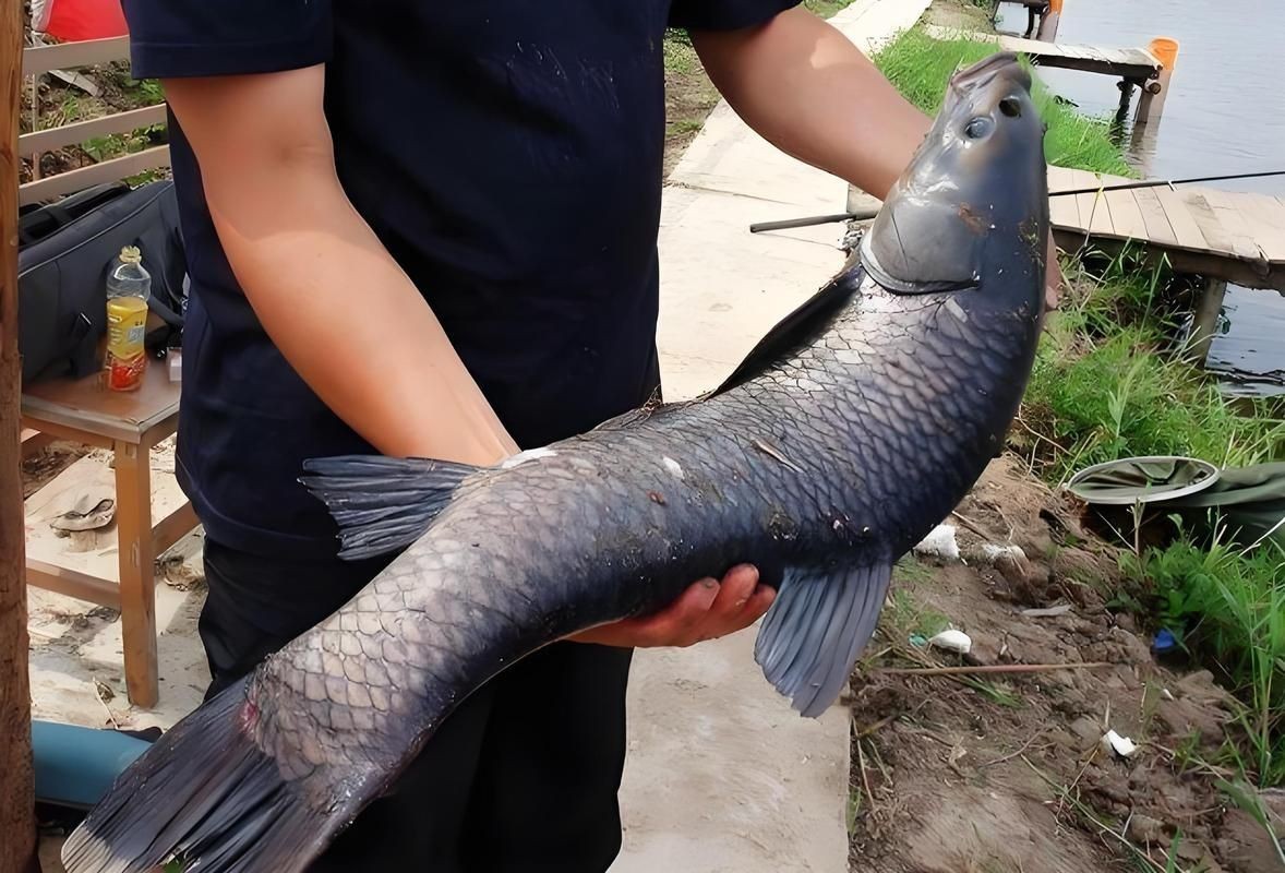 海里青魚圖片：海里青魚——海洋中的隱士
