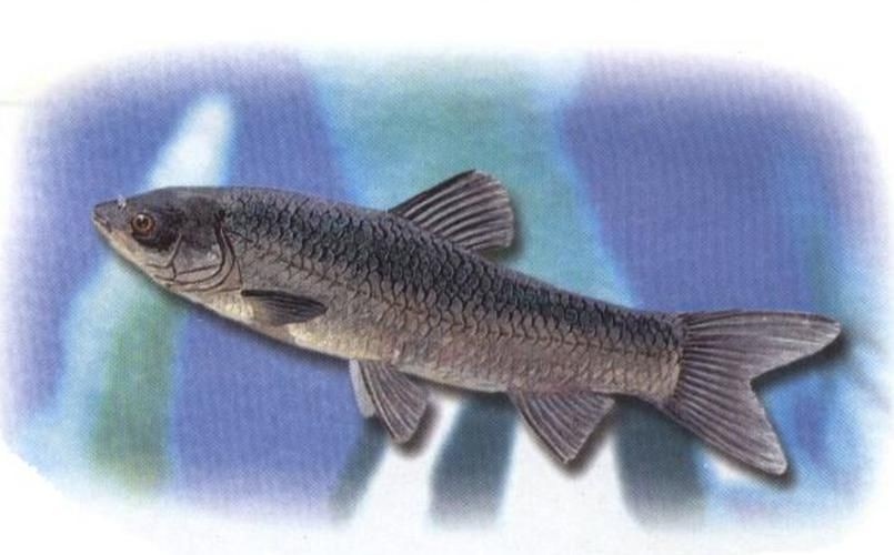 海里青魚圖片：海里青魚——海洋中的隱士
