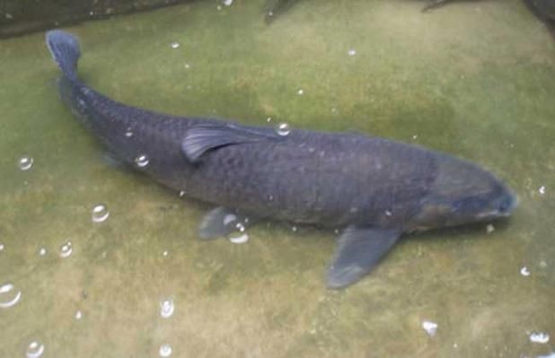 海里青魚圖片：海里青魚——海洋中的隱士