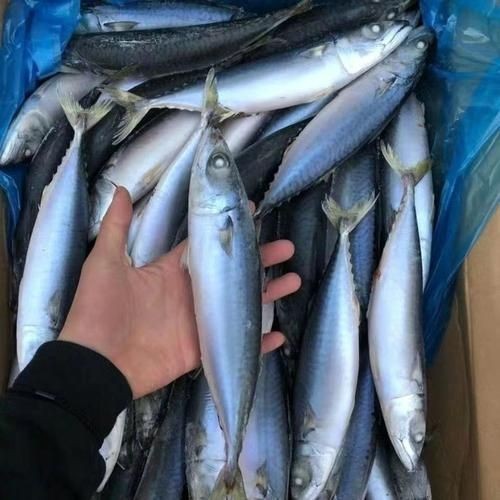 海里青魚圖片：海里青魚——海洋中的隱士