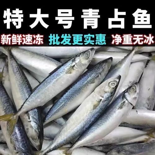 海里青魚圖片：海里青魚——海洋中的隱士