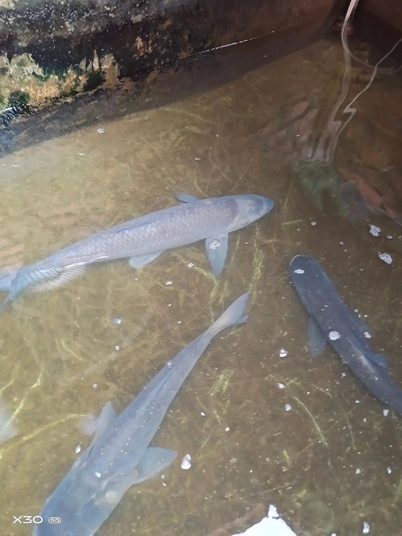 海里青魚圖片：海里青魚——海洋中的隱士