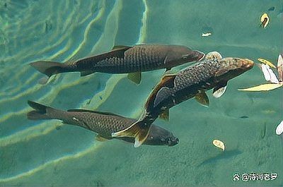 海里青魚圖片：海里青魚——海洋中的隱士