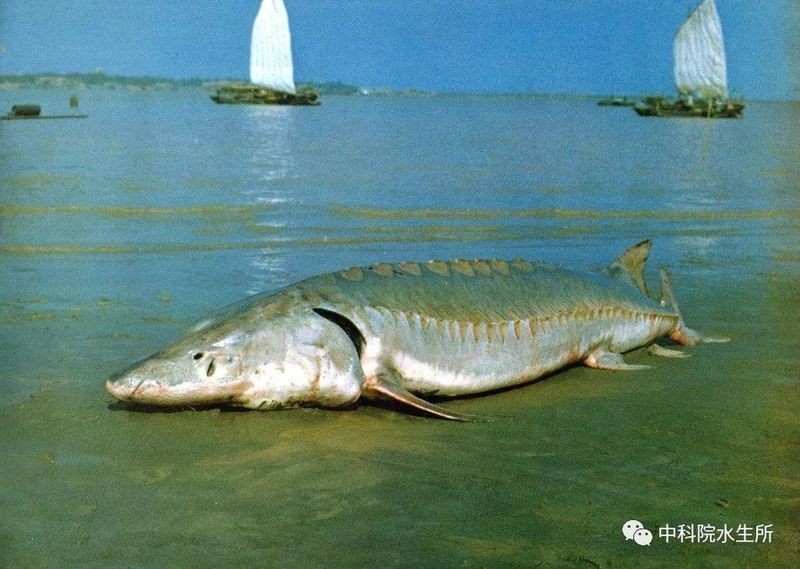 國家二級保護淡水魚圖：國家一二類野生保護魚類大全