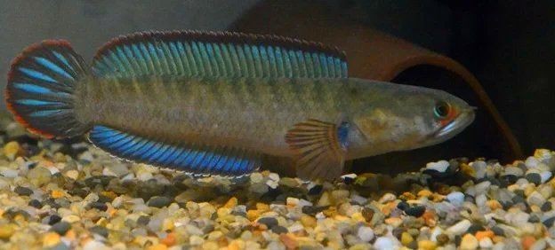 酒紅雷龍魚(yú)學(xué)名：酒紅雷龍是什么魚(yú)