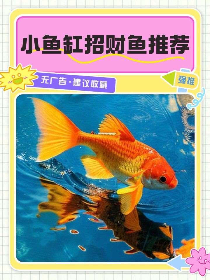 家中魚缸養什么魚招財：家中養什么魚能招財