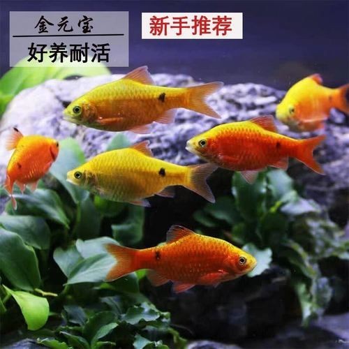 金元寶觀賞魚圖片：“金元寶觀賞魚”及其精美圖片