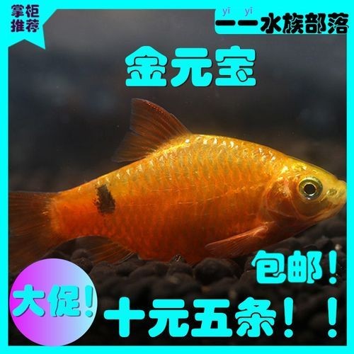 金元寶觀賞魚圖片：“金元寶觀賞魚”及其精美圖片
