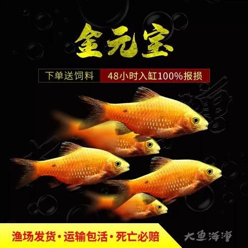金元寶觀賞魚圖片：“金元寶觀賞魚”及其精美圖片