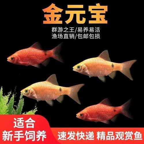 金元寶觀賞魚圖片：“金元寶觀賞魚”及其精美圖片