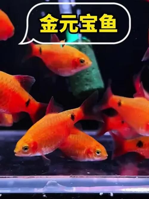 金元寶觀賞魚圖片：“金元寶觀賞魚”及其精美圖片