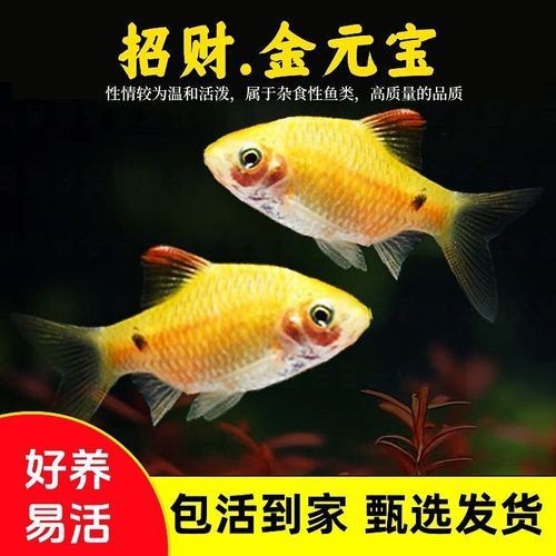 金元寶觀賞魚圖片：“金元寶觀賞魚”及其精美圖片