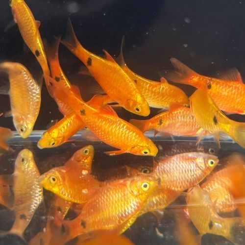 金元寶觀賞魚圖片：“金元寶觀賞魚”及其精美圖片